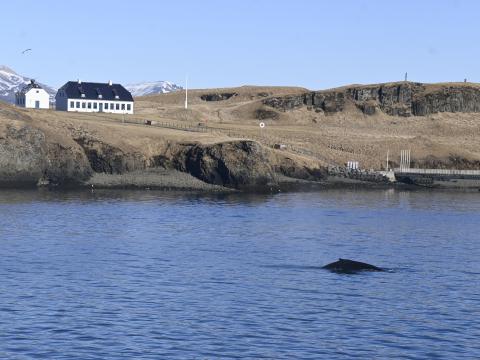 humpback whale in front of viðey