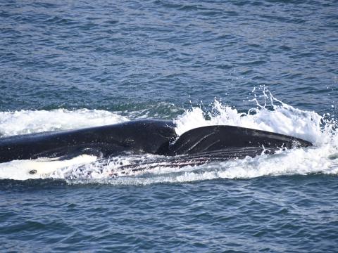 humpback whale rolling feeding