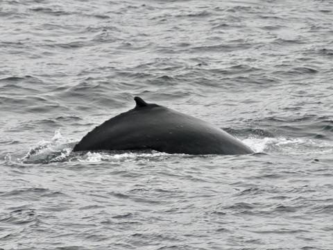 humpback whale dorsal fin
