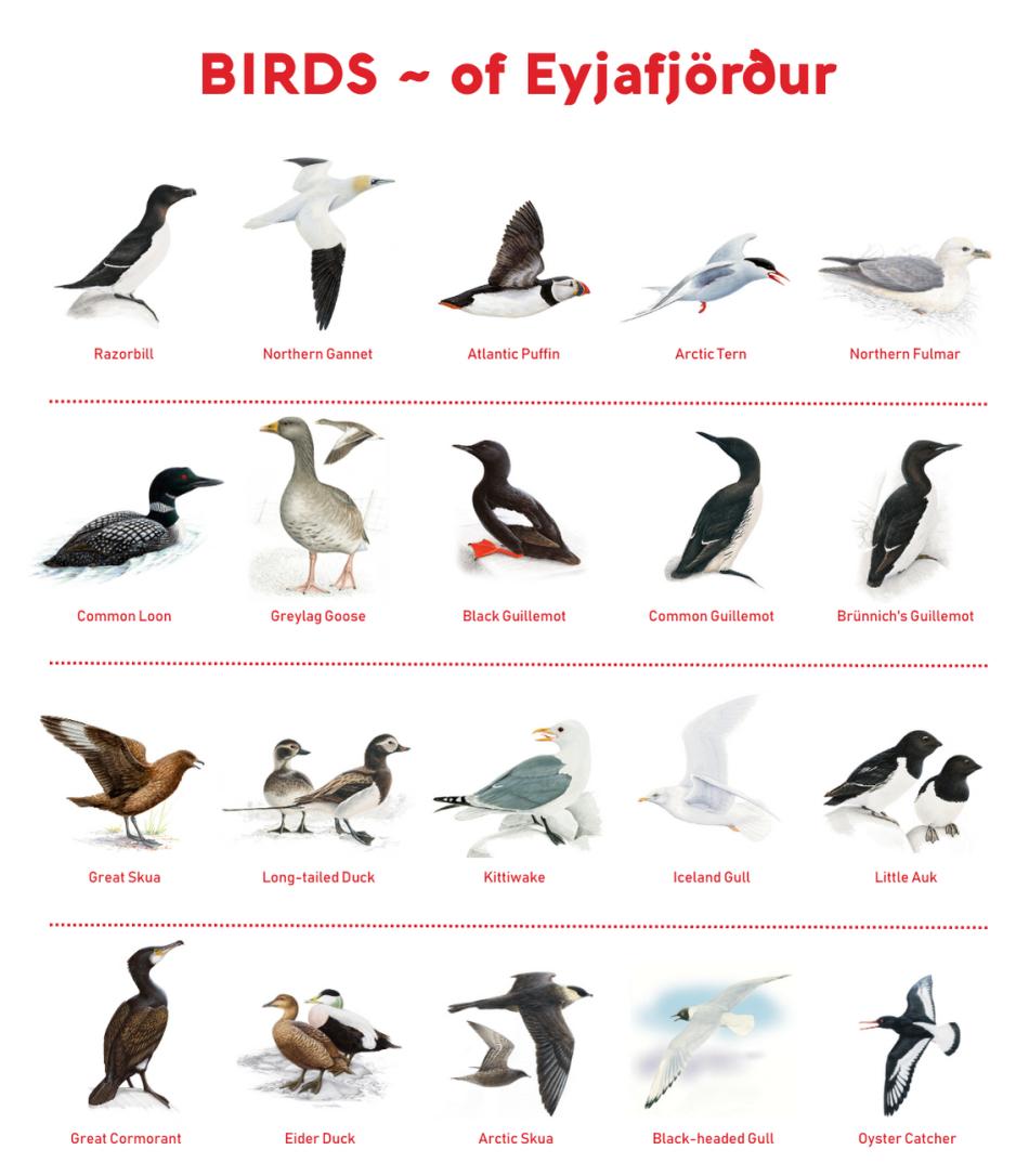 birds_of_eyjafjordur_fjord