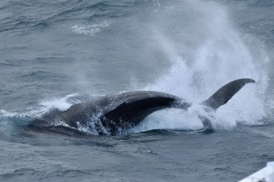 humpback whale peduncle throw