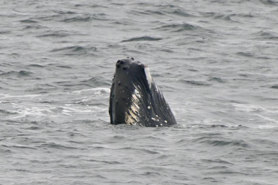 humpback whale spy hopping