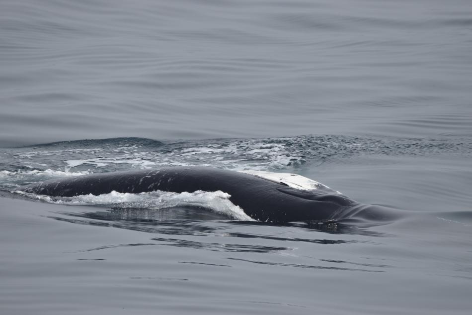 humpback whale rolling