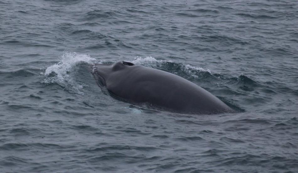 minke whale back