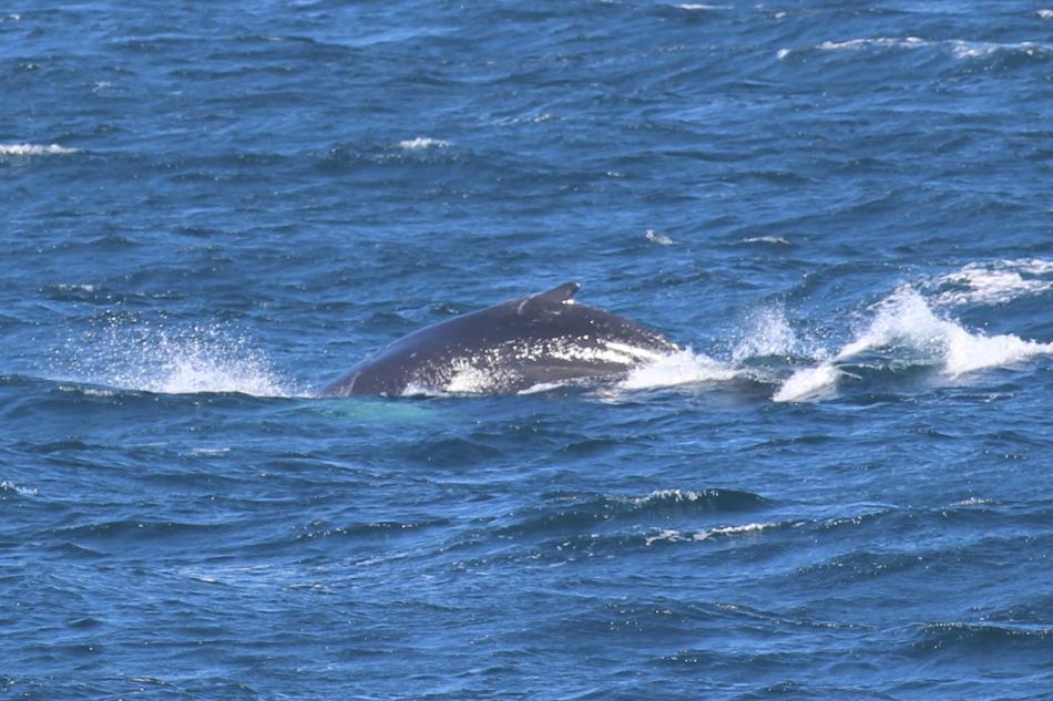 humpback whale in dark blue water