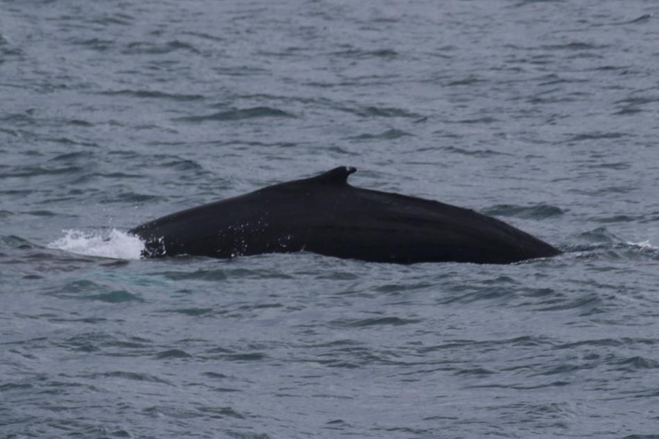 humpback whale dorsal fin